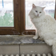 Illustration for article titled Saturday Night Social: What Is the Cat to Live in, if Not a Small Indoor Mansion